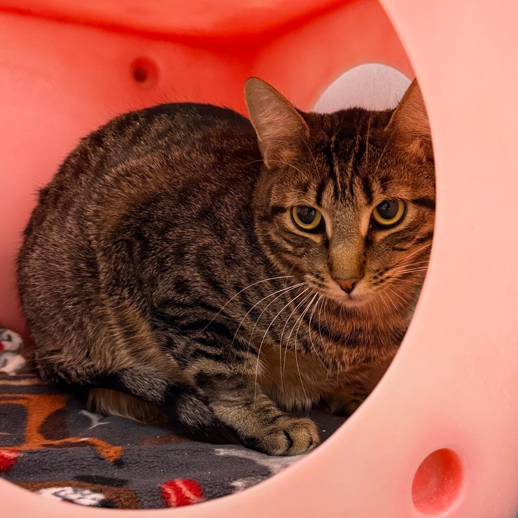 Enlarge Bryce, a Adoptable Domestic Short Hair in Desert Hot Springs, CA image 2/2