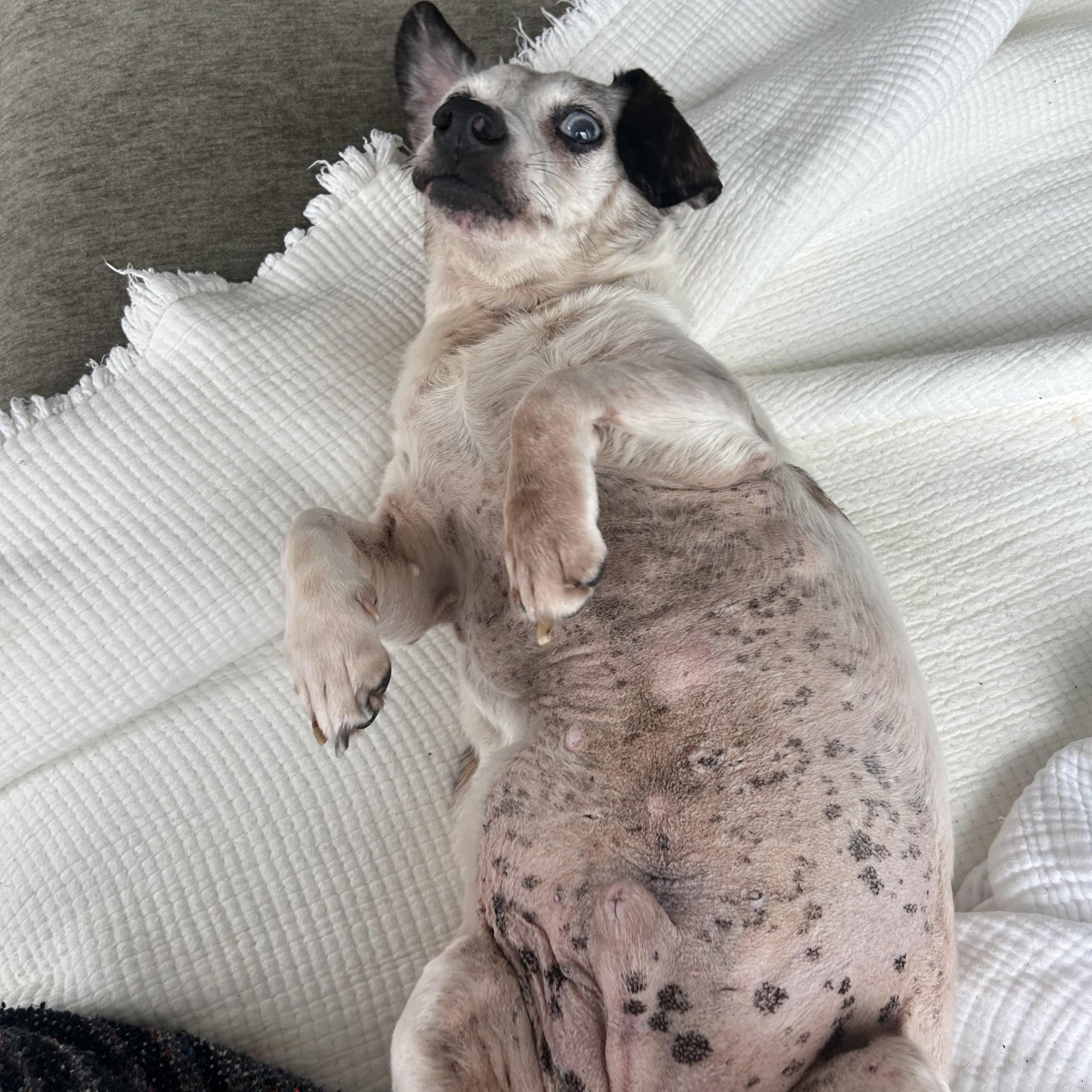 Enlarge Blue, a Adoptable Dachshund in Portland, OR image 5/6