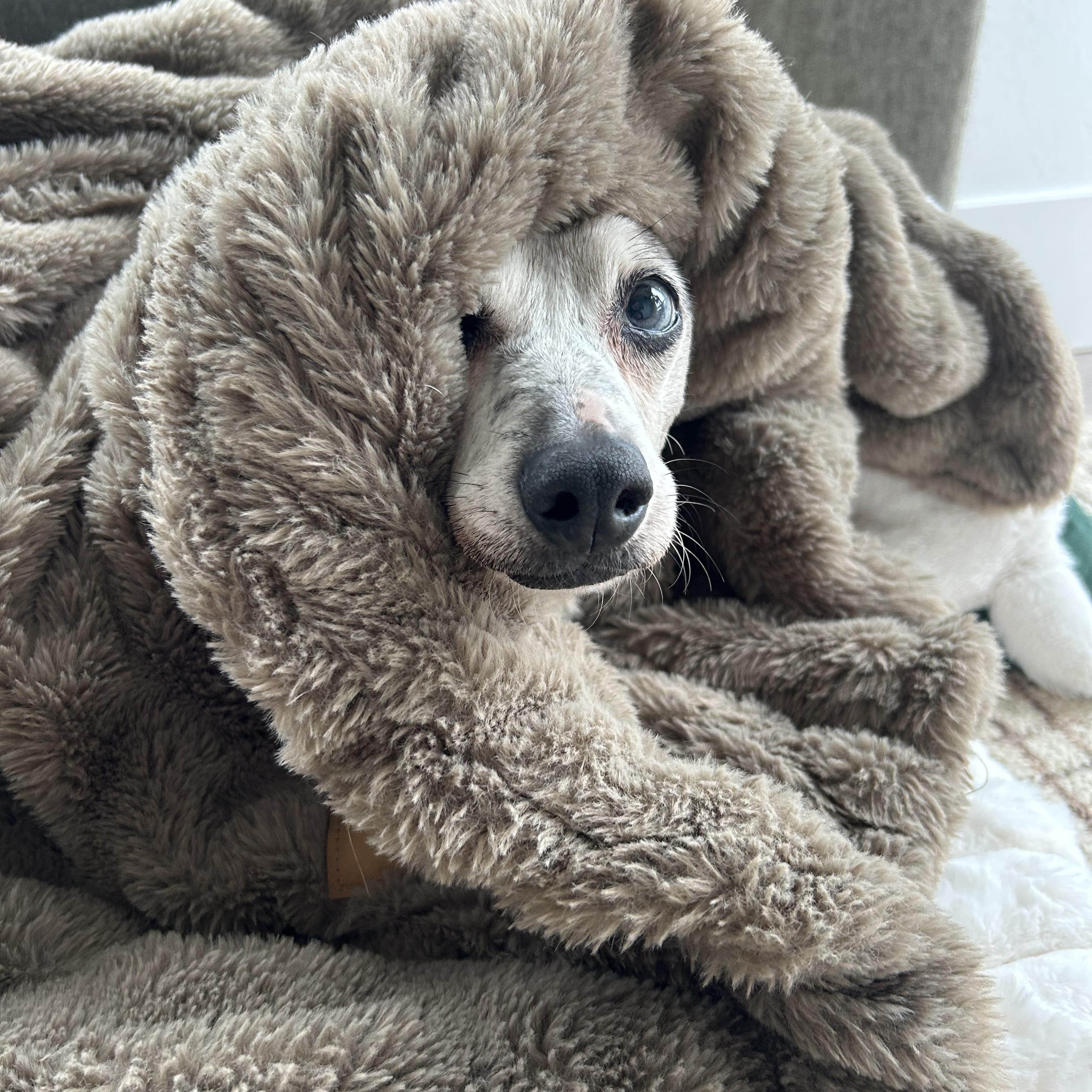 Enlarge Blue, a Adoptable Dachshund in Portland, OR image 3/6