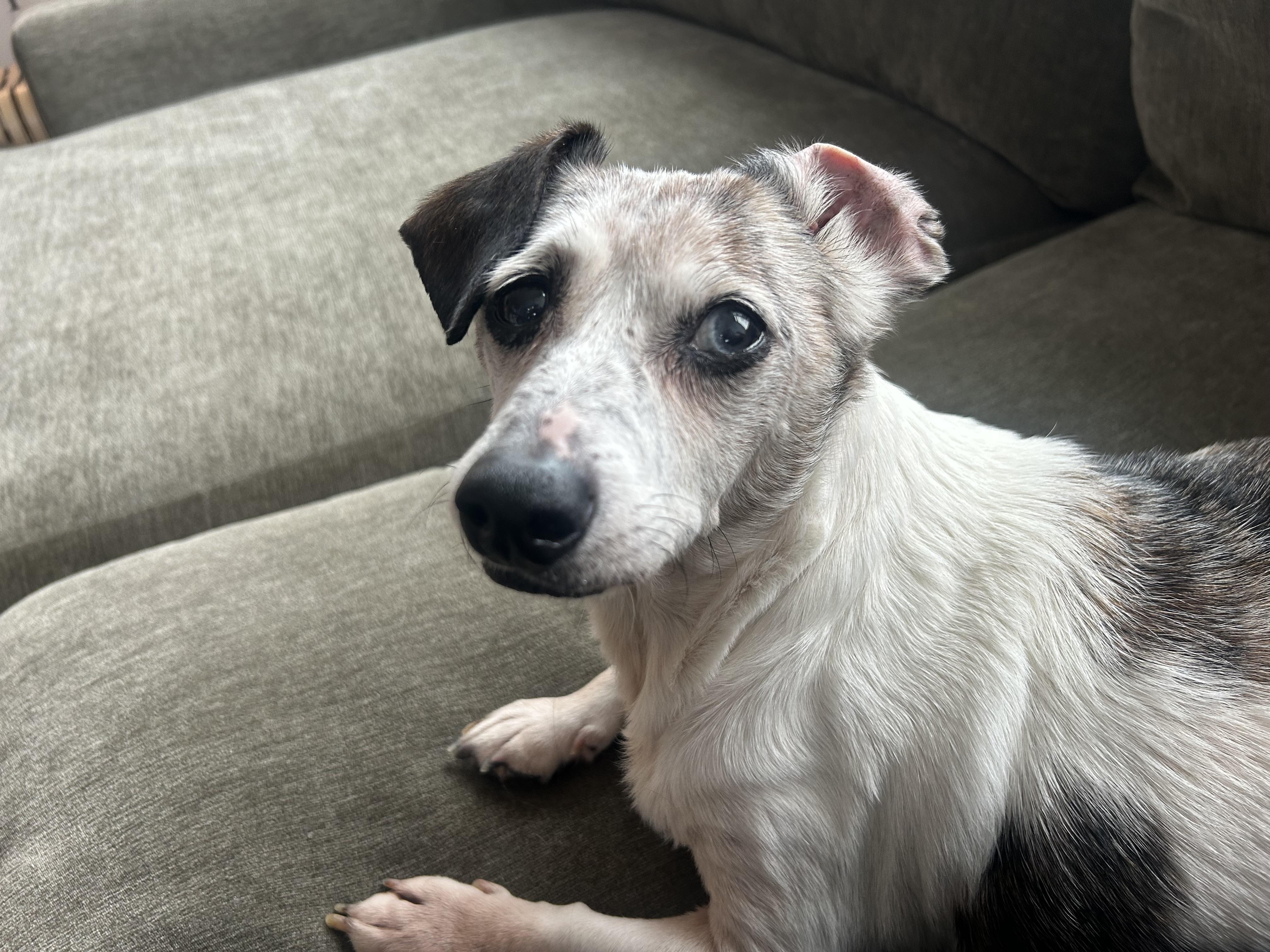 Enlarge Blue, a Adoptable Dachshund in Portland, OR image 4/6