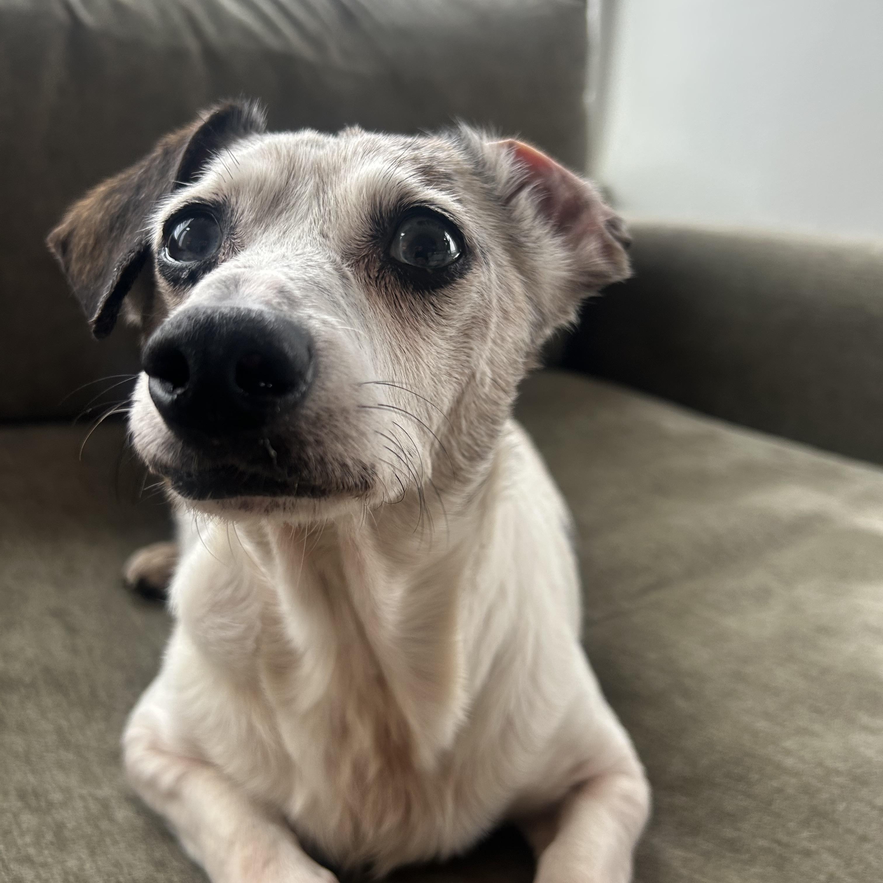 Enlarge Blue, a Adoptable Dachshund in Portland, OR image 6/6