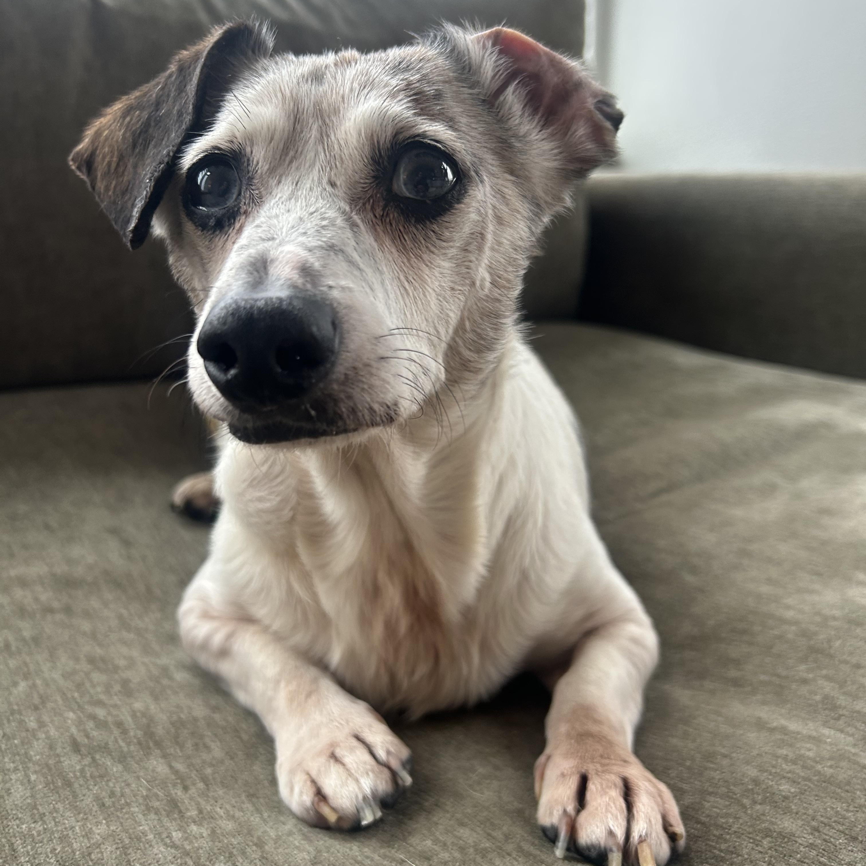 Enlarge Blue, a Adoptable Dachshund in Portland, OR image 2/6