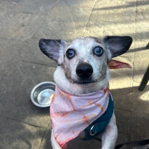 Enlarge Blue, a Adoptable Dachshund in Portland, OR image 1/6
