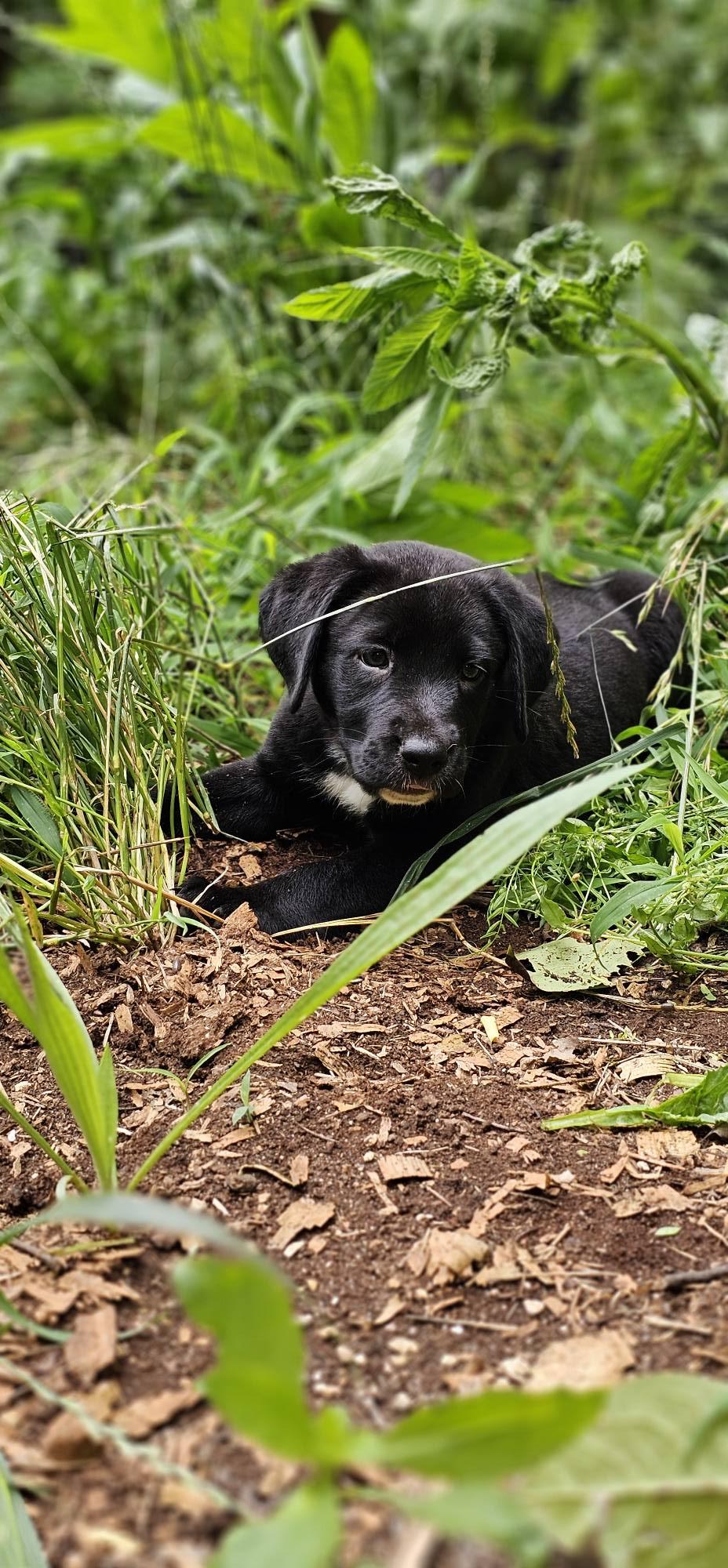 Dahlia $ thumbnail 2