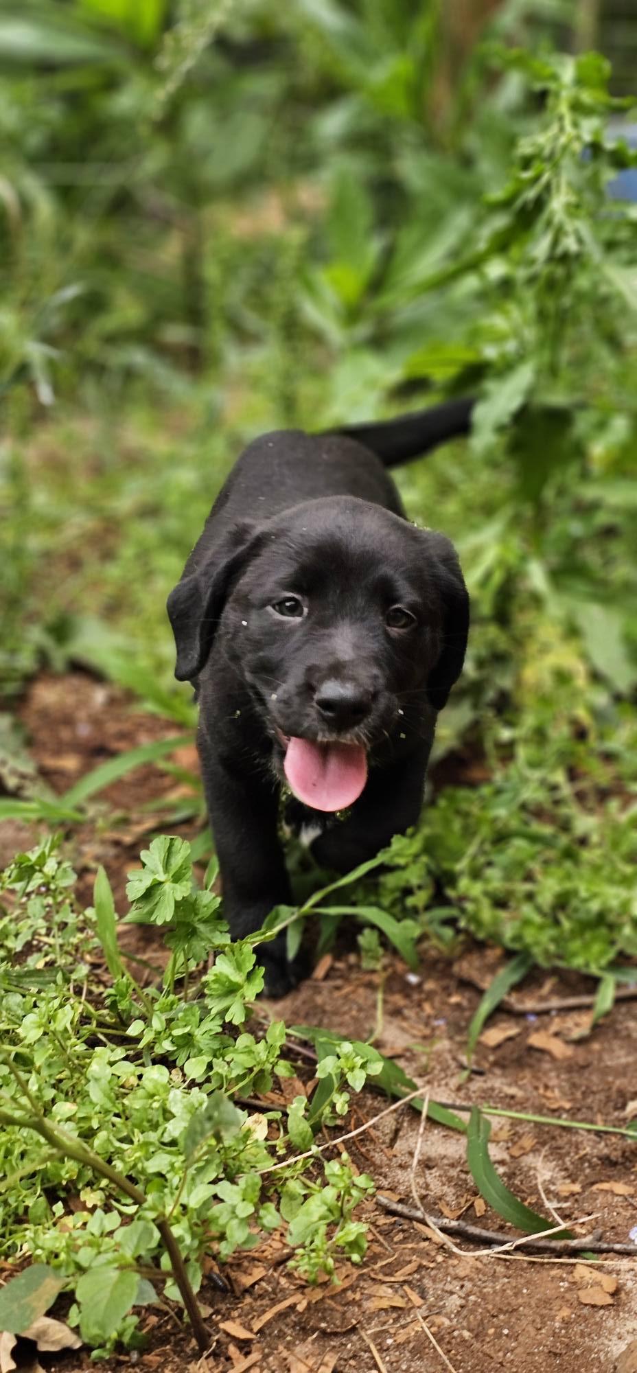 Dahlia $ thumbnail 3