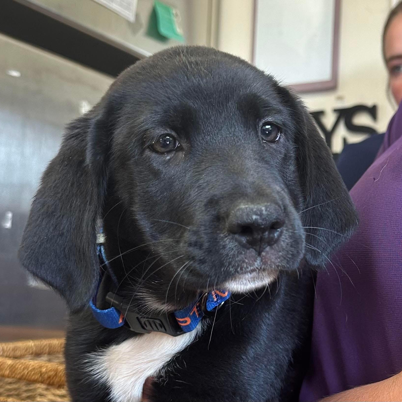 Dahlia $195, Baby Female Labrador Retriever