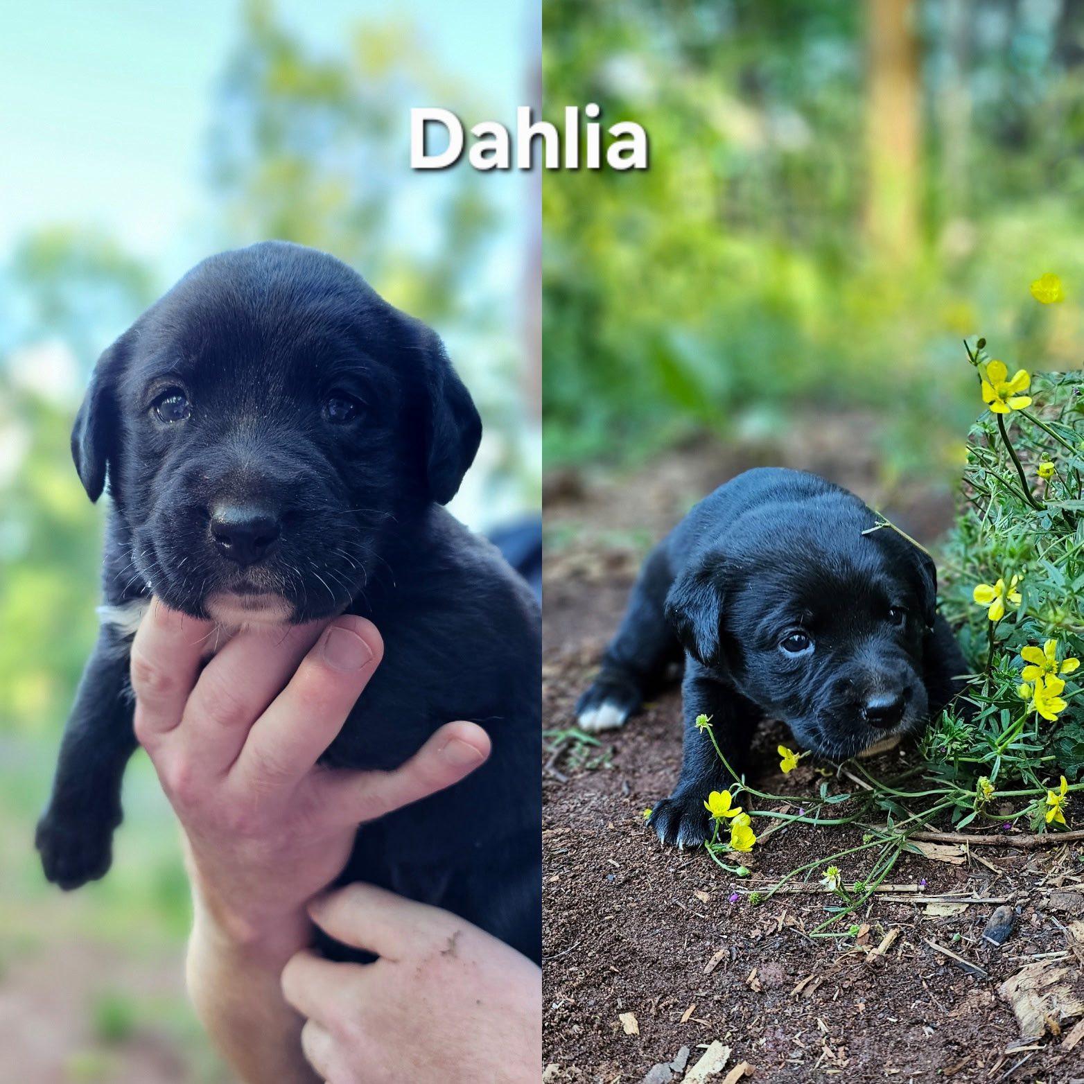 Dahlia $195 photo 4