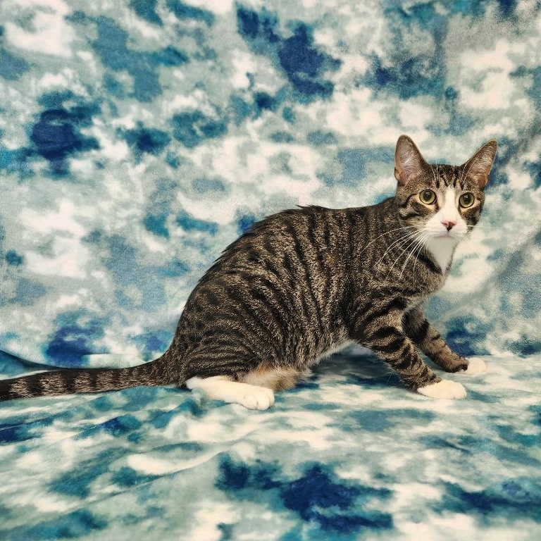 McChicken, ADOPTABLE, Young Male Domestic Short Hair.
