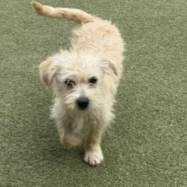 Enlarge Ollie, an adopted mixed breed in windsor, CT image 4/6