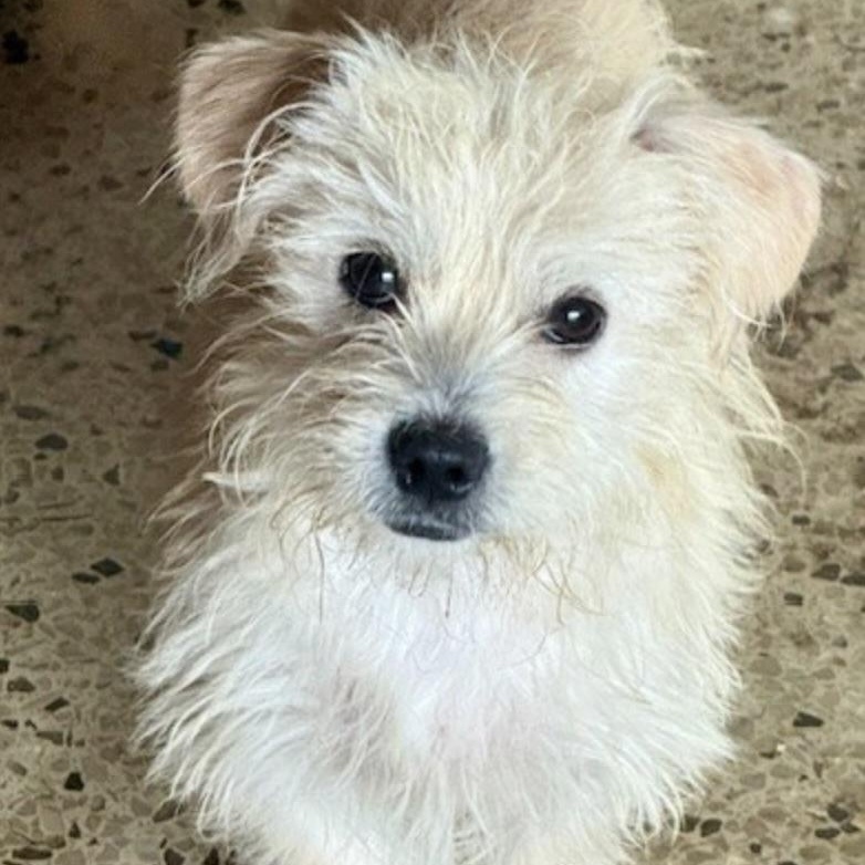 Enlarge Ollie, an adopted mixed breed in windsor, CT image 6/6