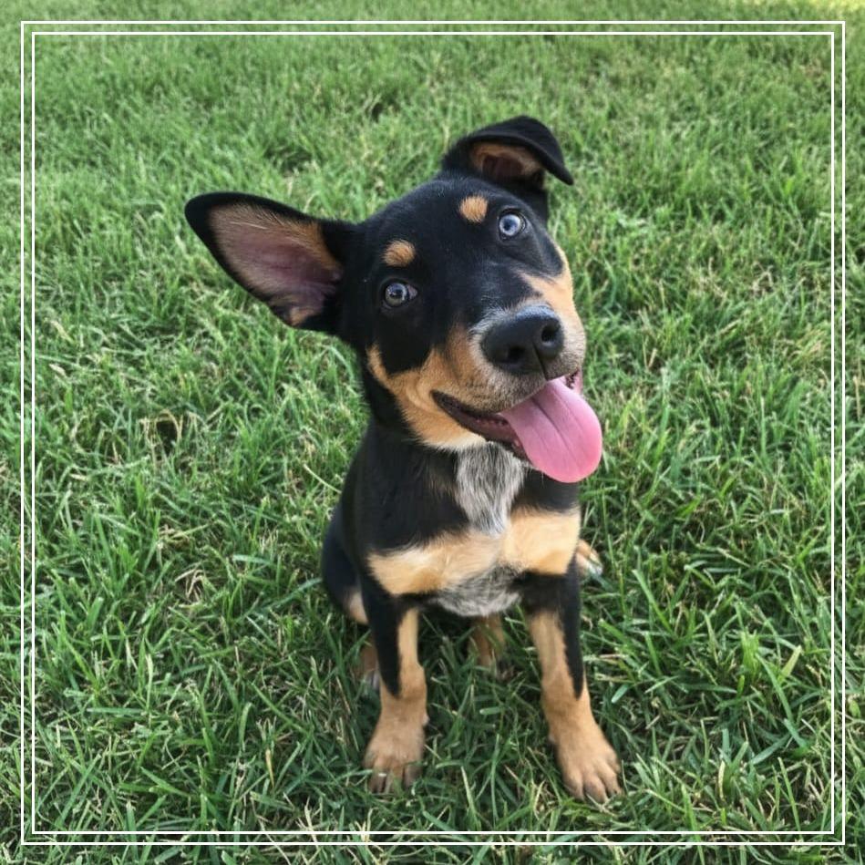 Jupiter, Adoptable, Puppy Male Australian Cattle Dog / Blue Heeler & Shepherd.