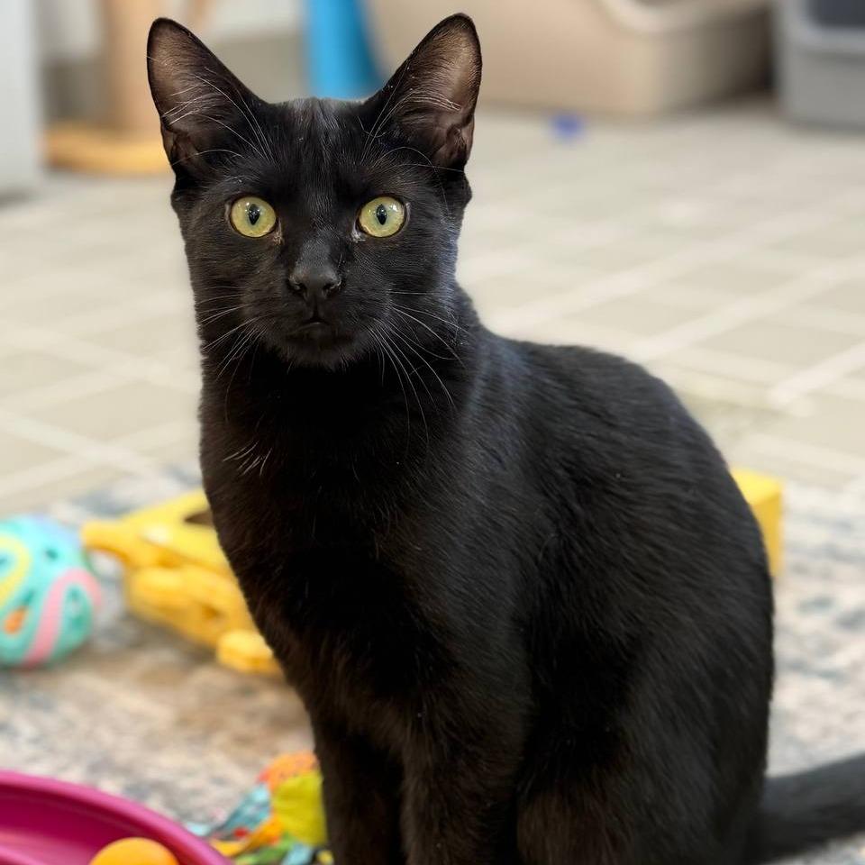 Enlarge Truffle, a Adoptable Domestic Short Hair in Westhampton, NY image 1/4
