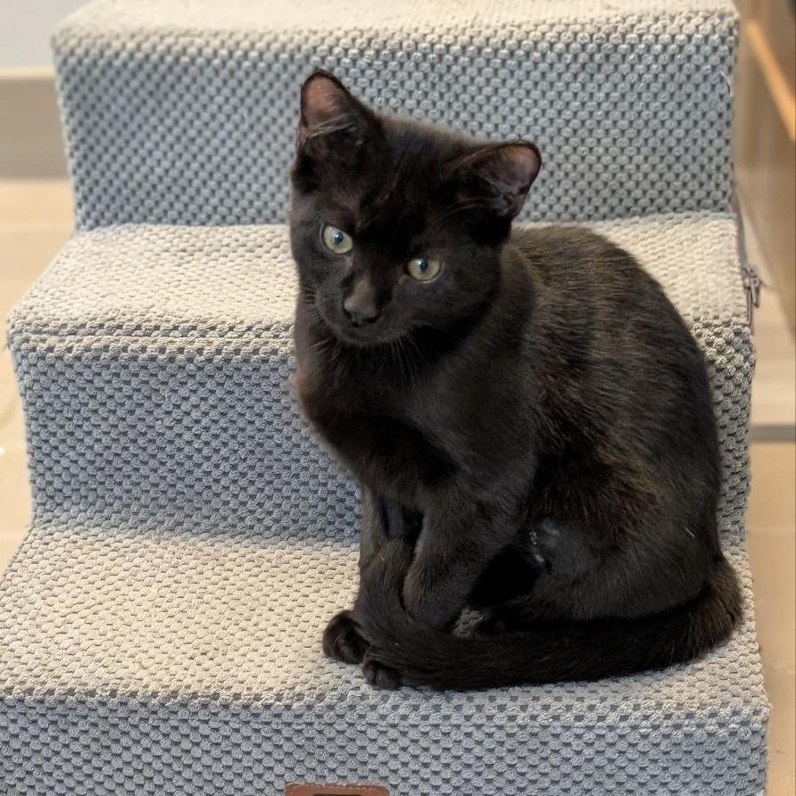 Enlarge Truffle, a Adoptable Domestic Short Hair in Westhampton, NY image 2/4