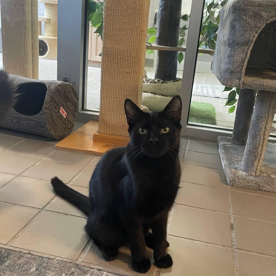 Enlarge Truffle, a Adoptable Domestic Short Hair in Westhampton, NY image 3/4