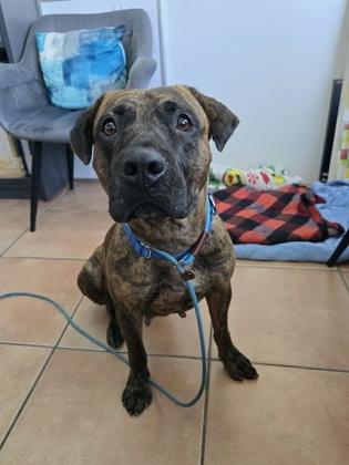 Enlarge S/C Marble, a Adoptable Mixed Breed in North Miami Beach, FL image 1/3