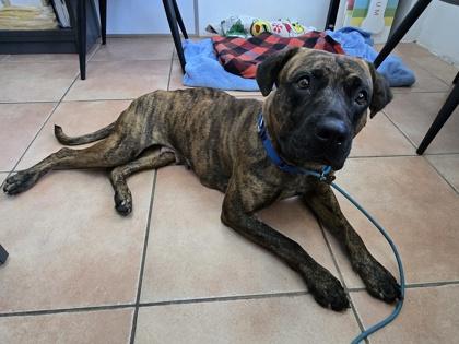 Enlarge S/C Marble, a Adoptable Mixed Breed in North Miami Beach, FL image 1/3
