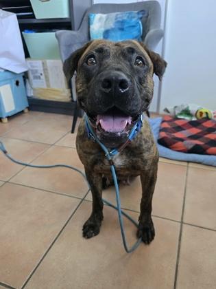 Enlarge S/C Marble, a Adoptable Mixed Breed in North Miami Beach, FL image 2/3
