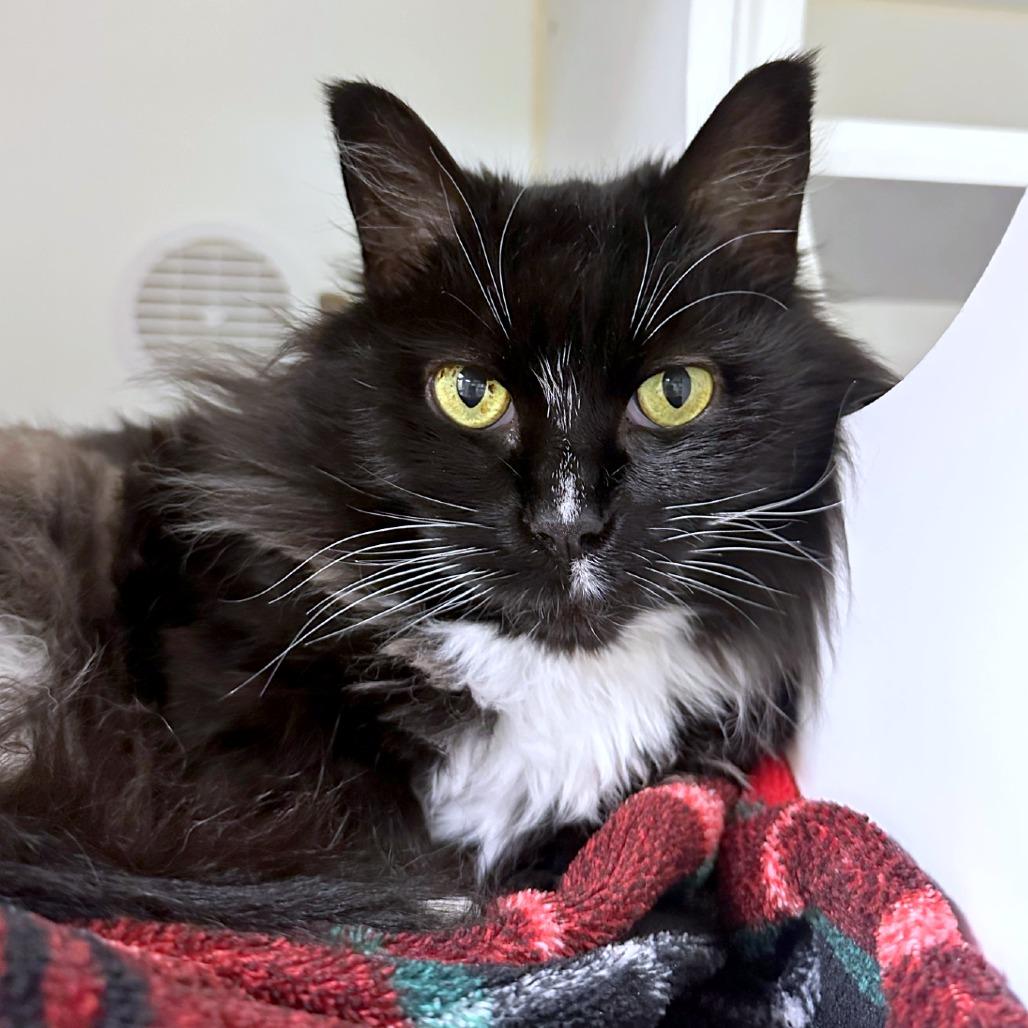 Mouser, Adoptable, Adult Female Domestic Long Hair & Domestic Short Hair.