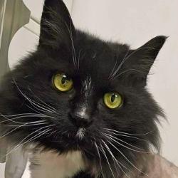 Mouser, a Adoptable mixed breed in Woodinville, WA image 2/4