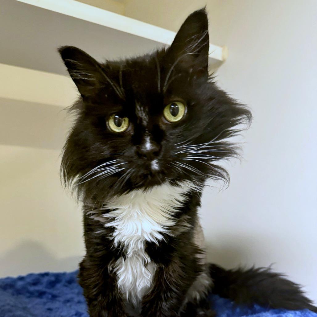 Mouser, a Adoptable mixed breed in Woodinville, WA image 3/4