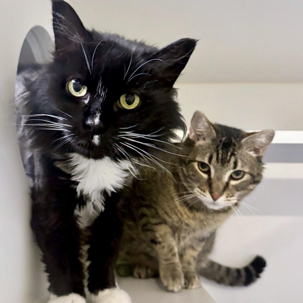 Mouser, a Adoptable mixed breed in Woodinville, WA image 4/4