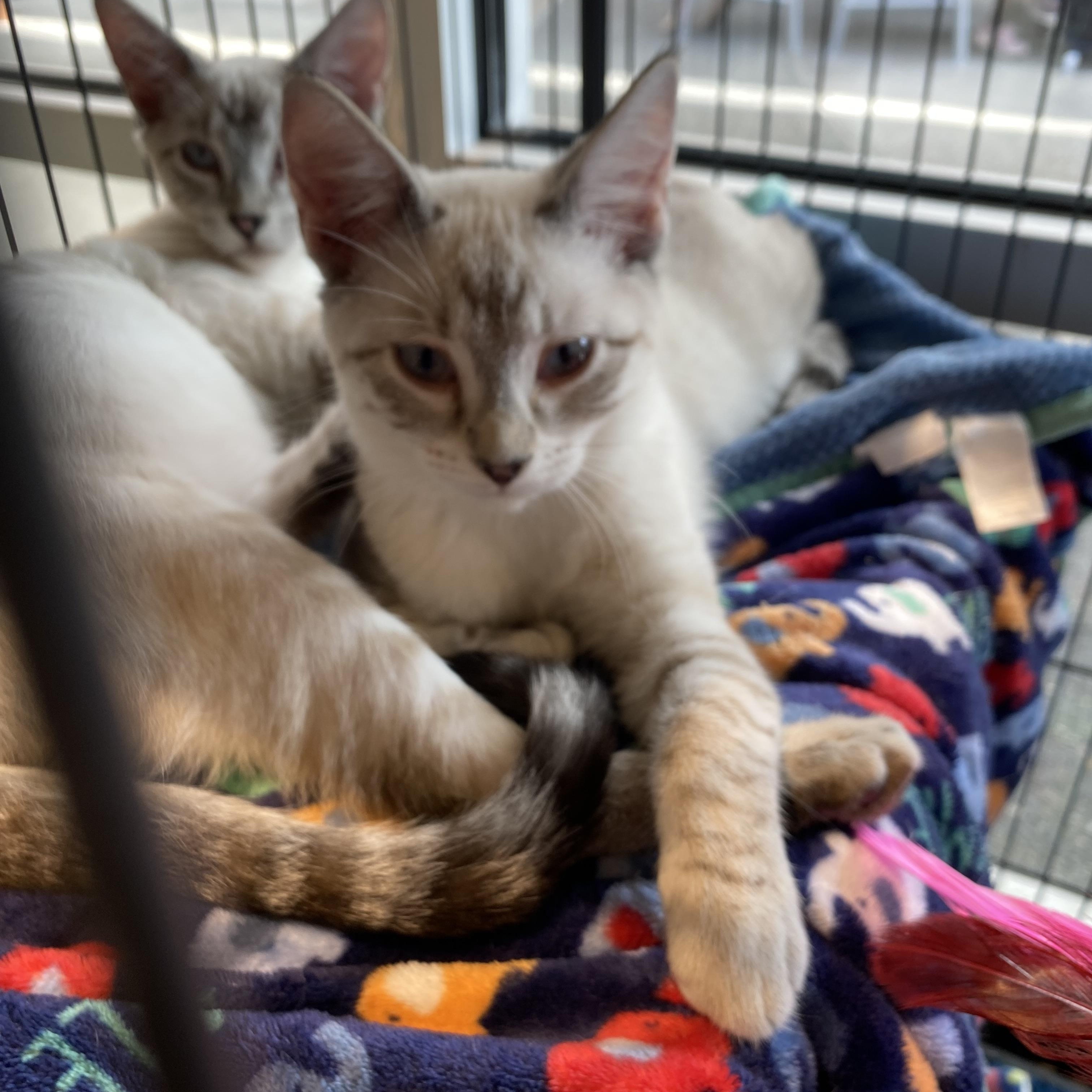 Marathon, Adoptable, Young Male Siamese.