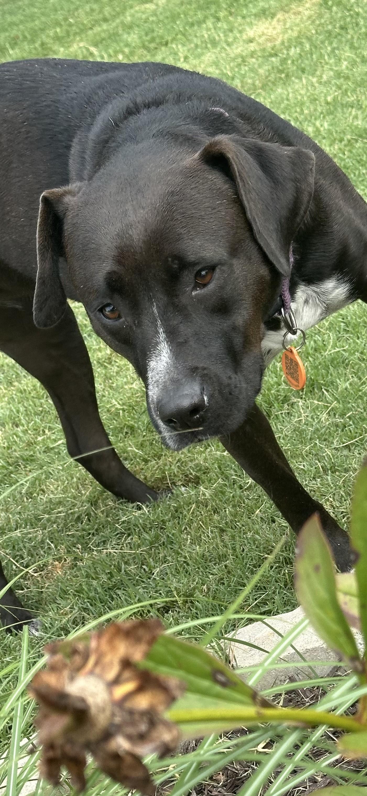 Enlarge EMMI LOU, a Adoptable mixed breed in Newborn, GA image 5/6