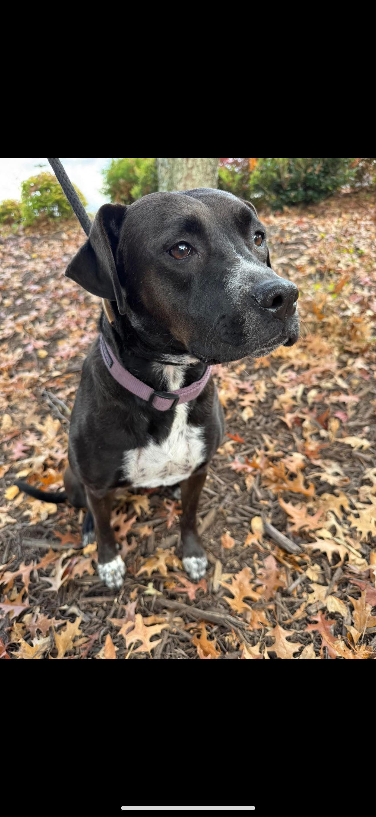 Enlarge EMMI LOU, a Adoptable mixed breed in Newborn, GA image 1/6