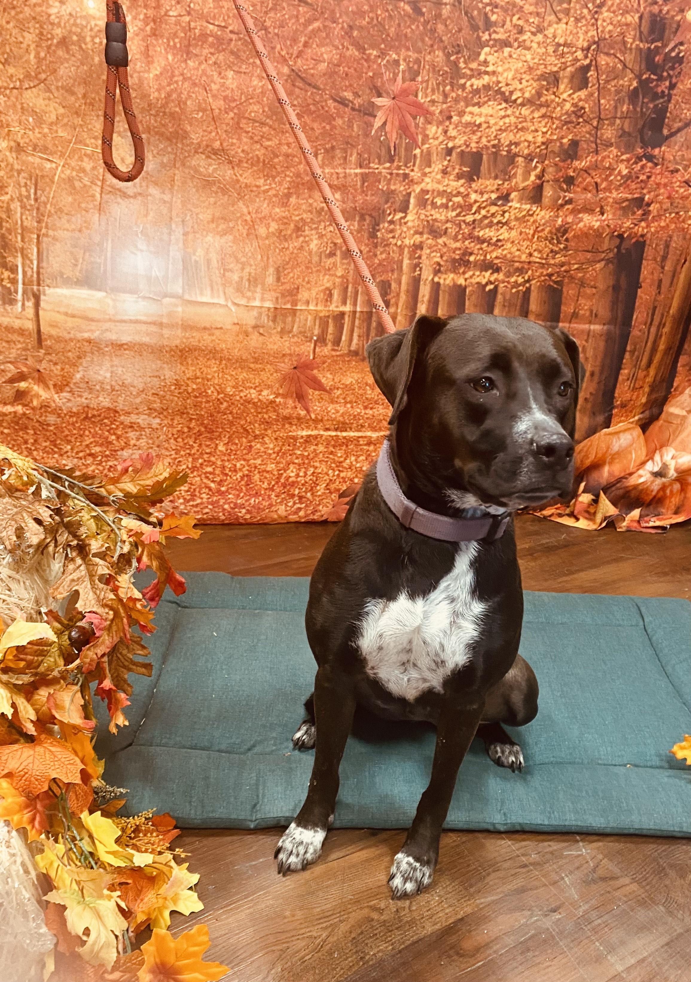 Enlarge EMMI LOU, a Adoptable mixed breed in Newborn, GA image 2/6