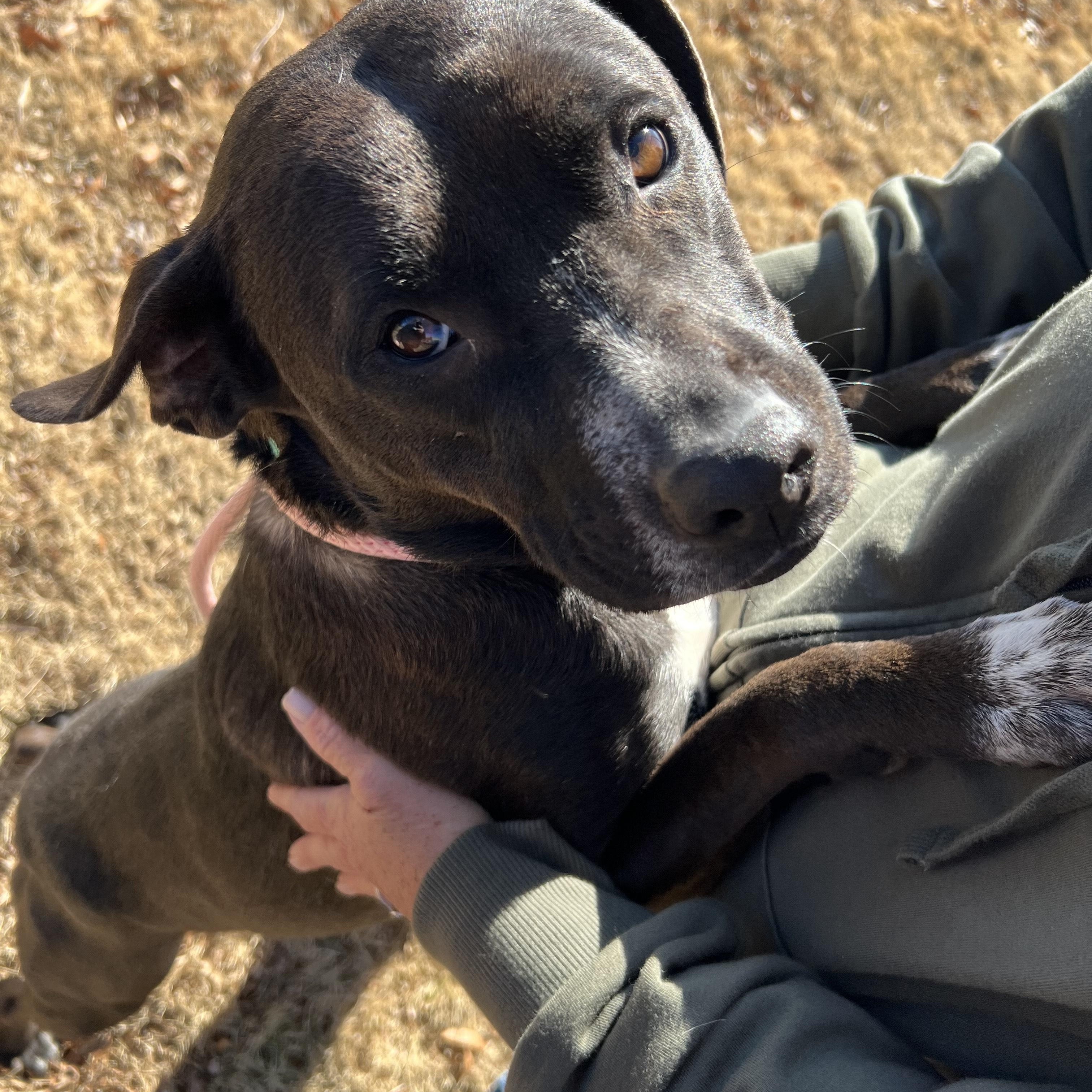 Enlarge EMMI LOU, a Adoptable mixed breed in Newborn, GA image 2/6