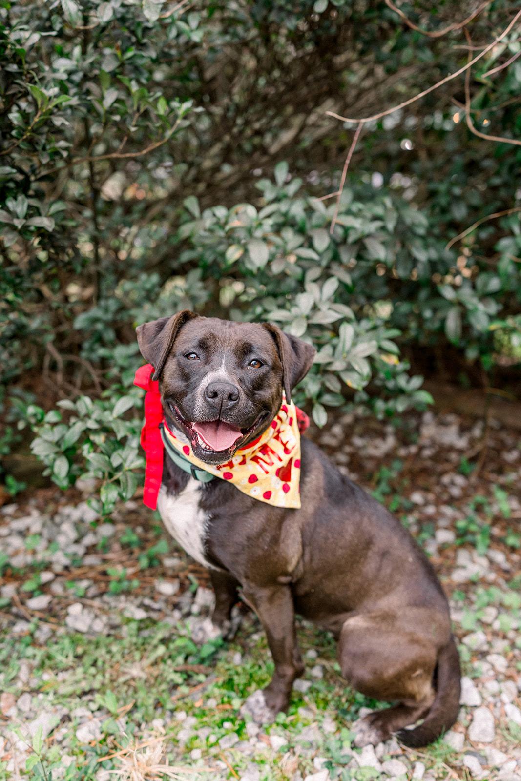 EMMI LOU, Adoptable, Adult Female Black Labrador Retriever & American Staffordshire Terrier.