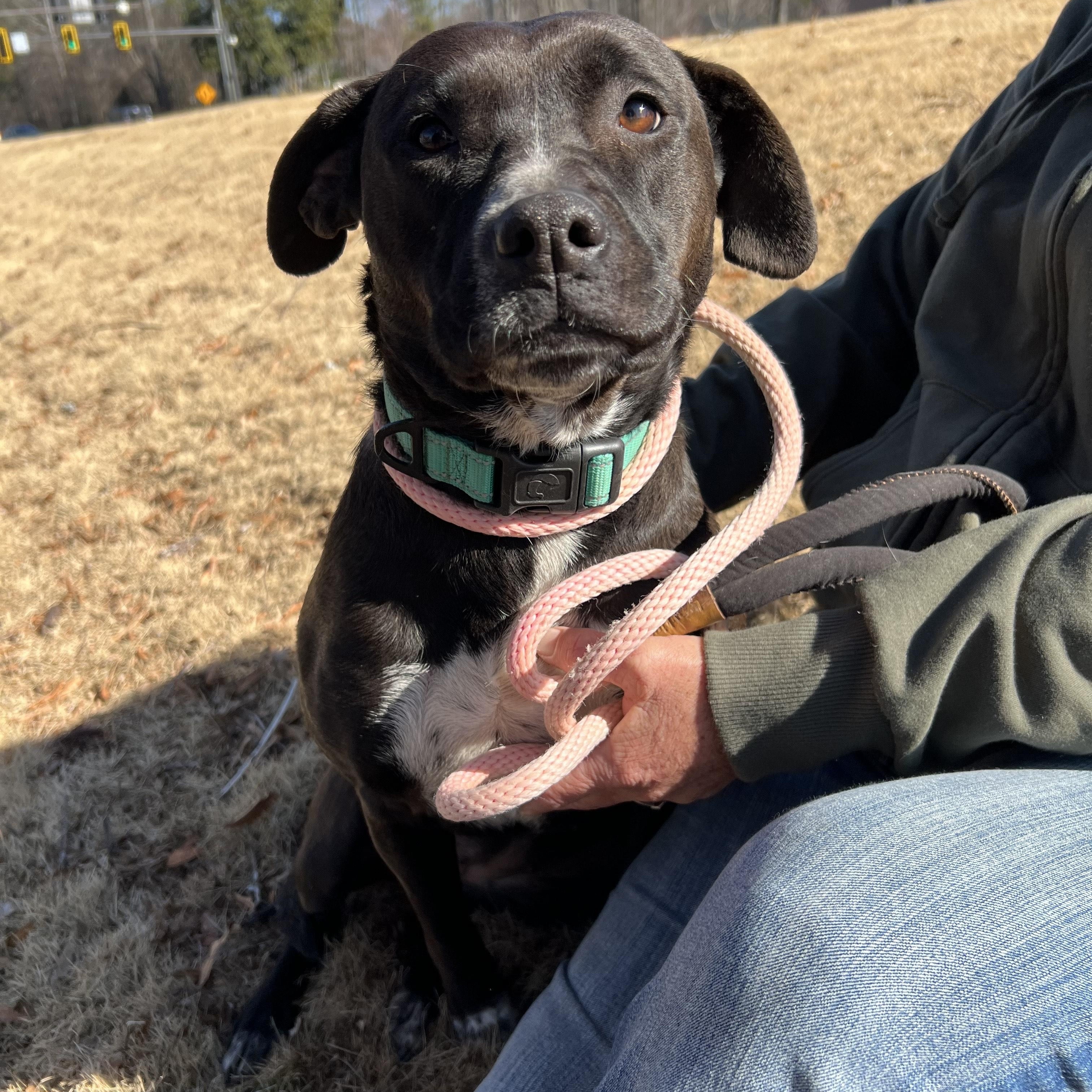 EMMI LOU, Adoptable, Adult Female Black Labrador Retriever & American Staffordshire Terrier.