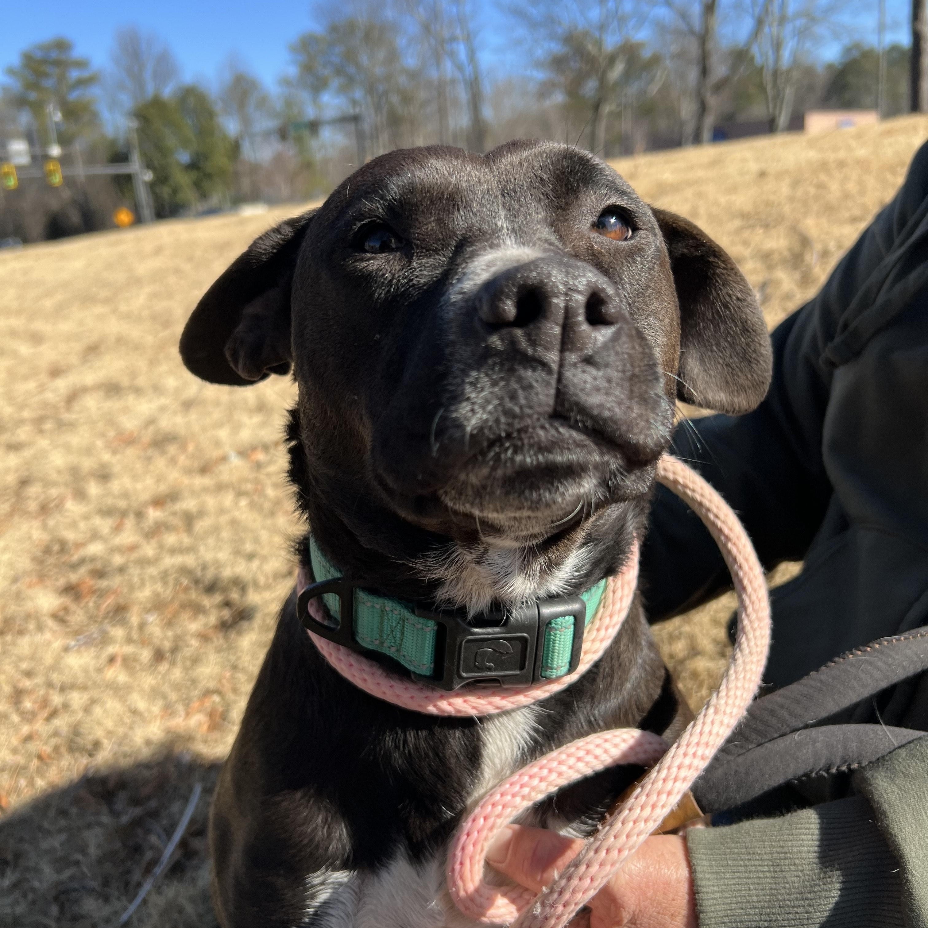 Enlarge EMMI LOU, a Adoptable mixed breed in Newborn, GA image 3/6