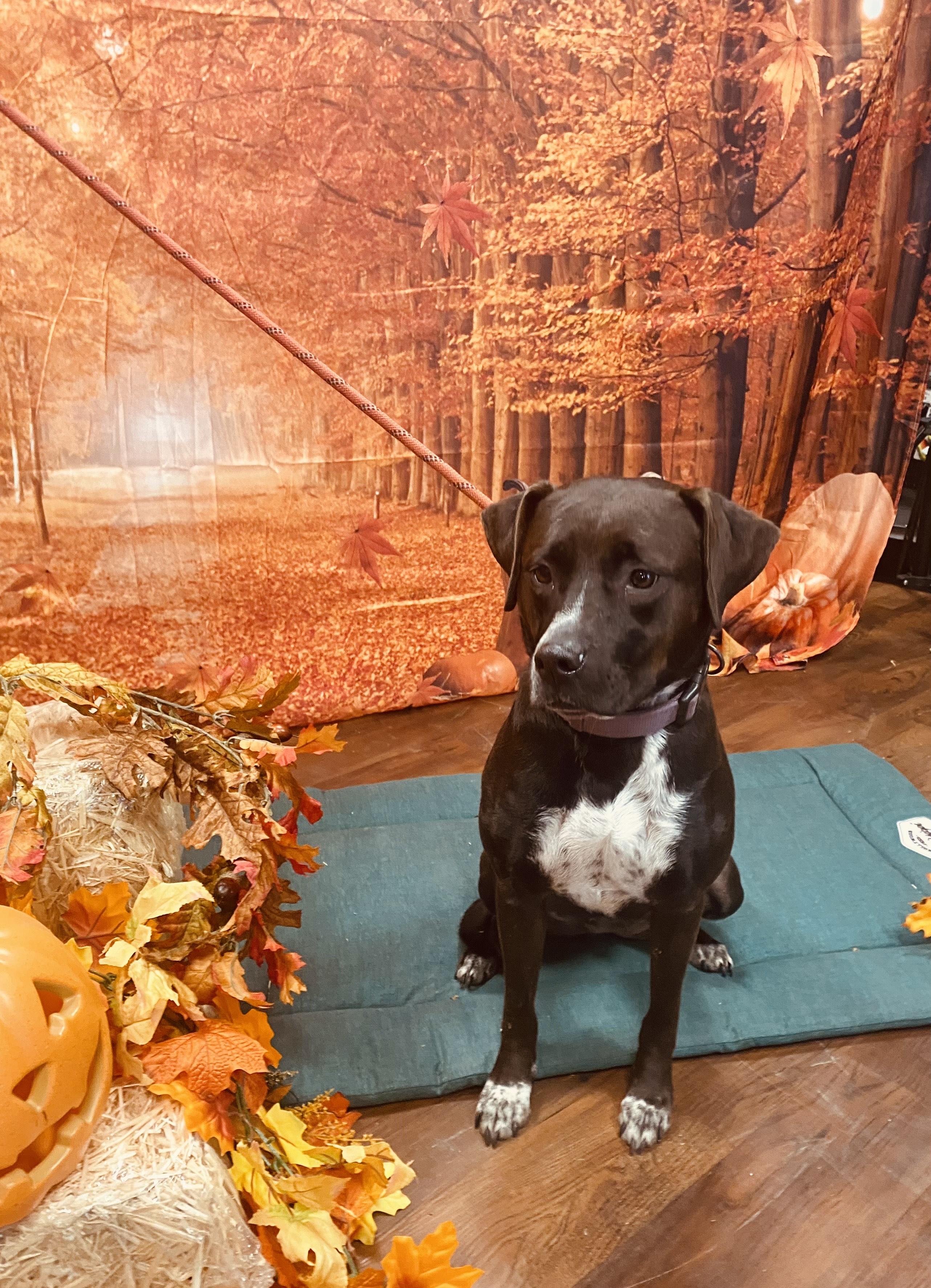 Enlarge EMMI LOU, a Adoptable mixed breed in Newborn, GA image 6/6