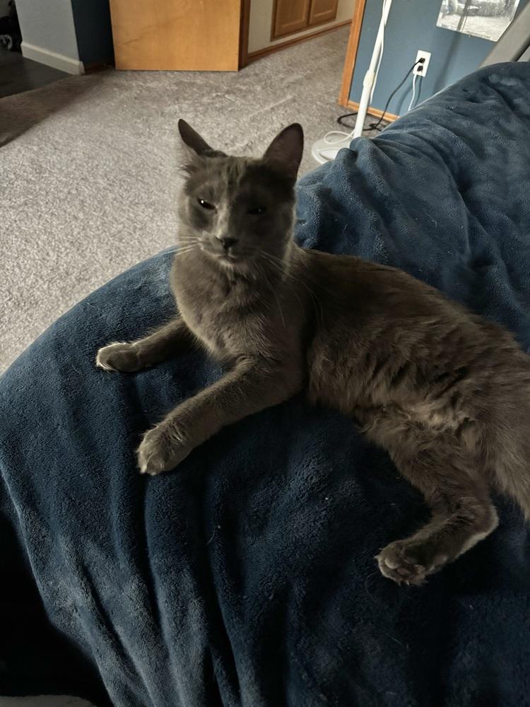 Pumpkin, Adoptable, Adult Female Domestic Medium Hair.