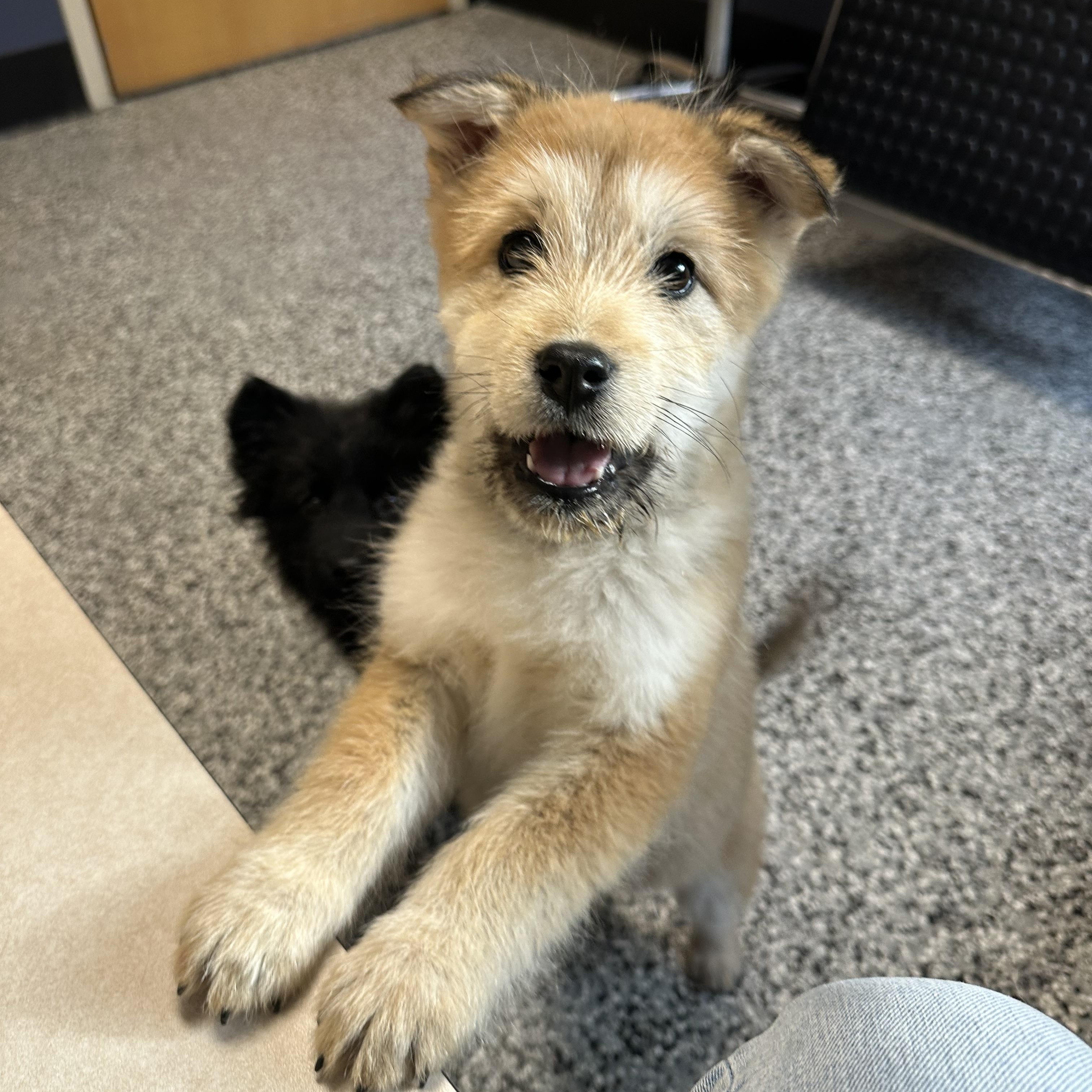 Jo, a ADOPTABLE mixed breed in Sammamish, WA image 2/5