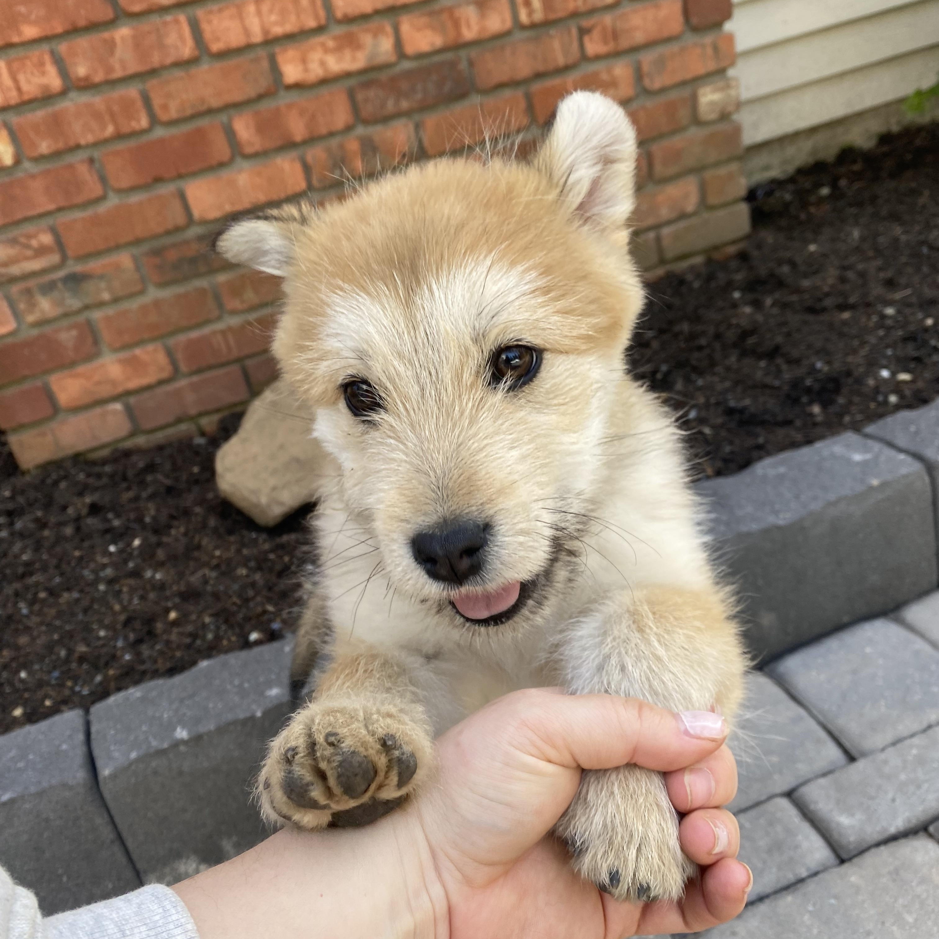 Jo, a ADOPTABLE mixed breed in Sammamish, WA image 4/5