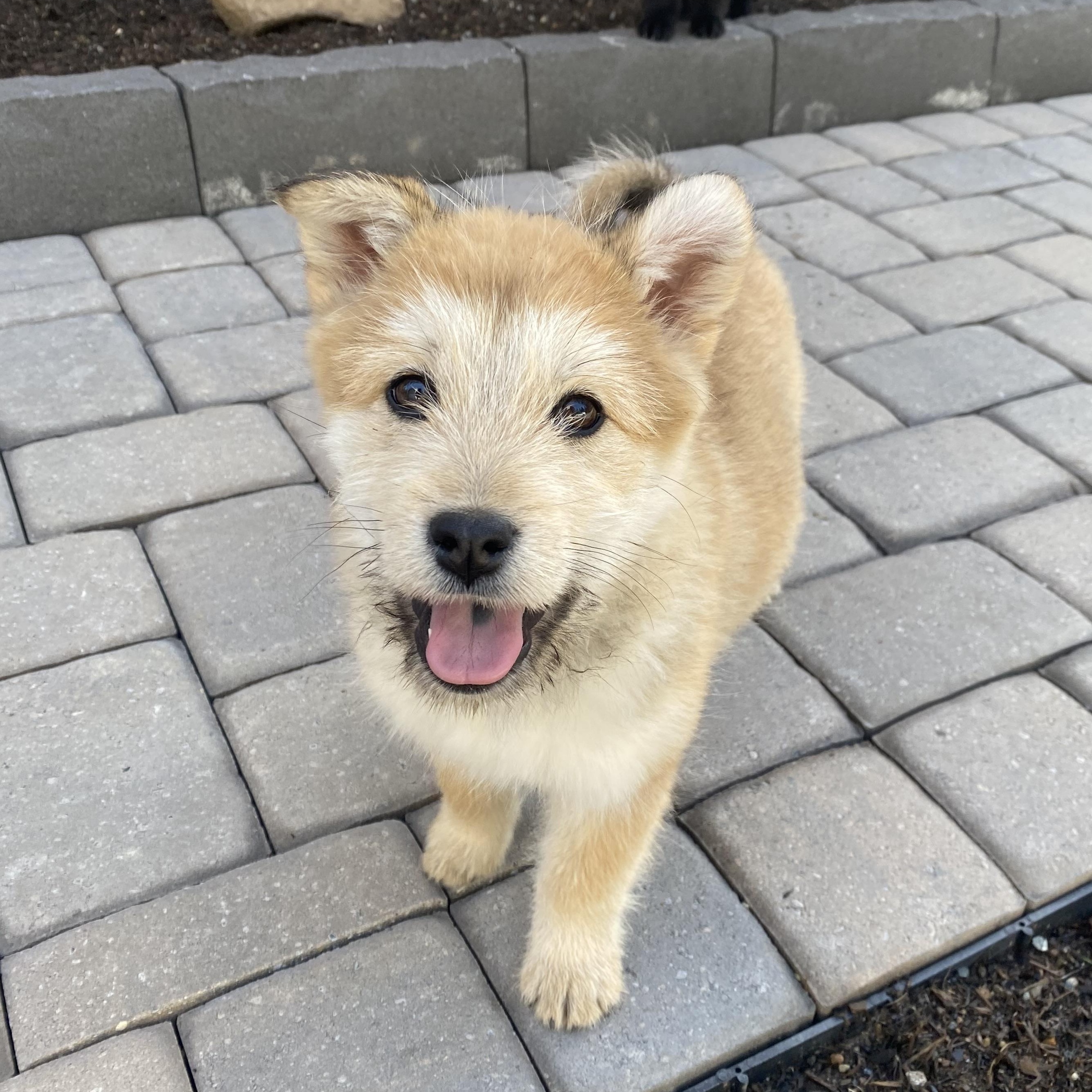 Jo, ADOPTABLE, Puppy Female Chow Chow.