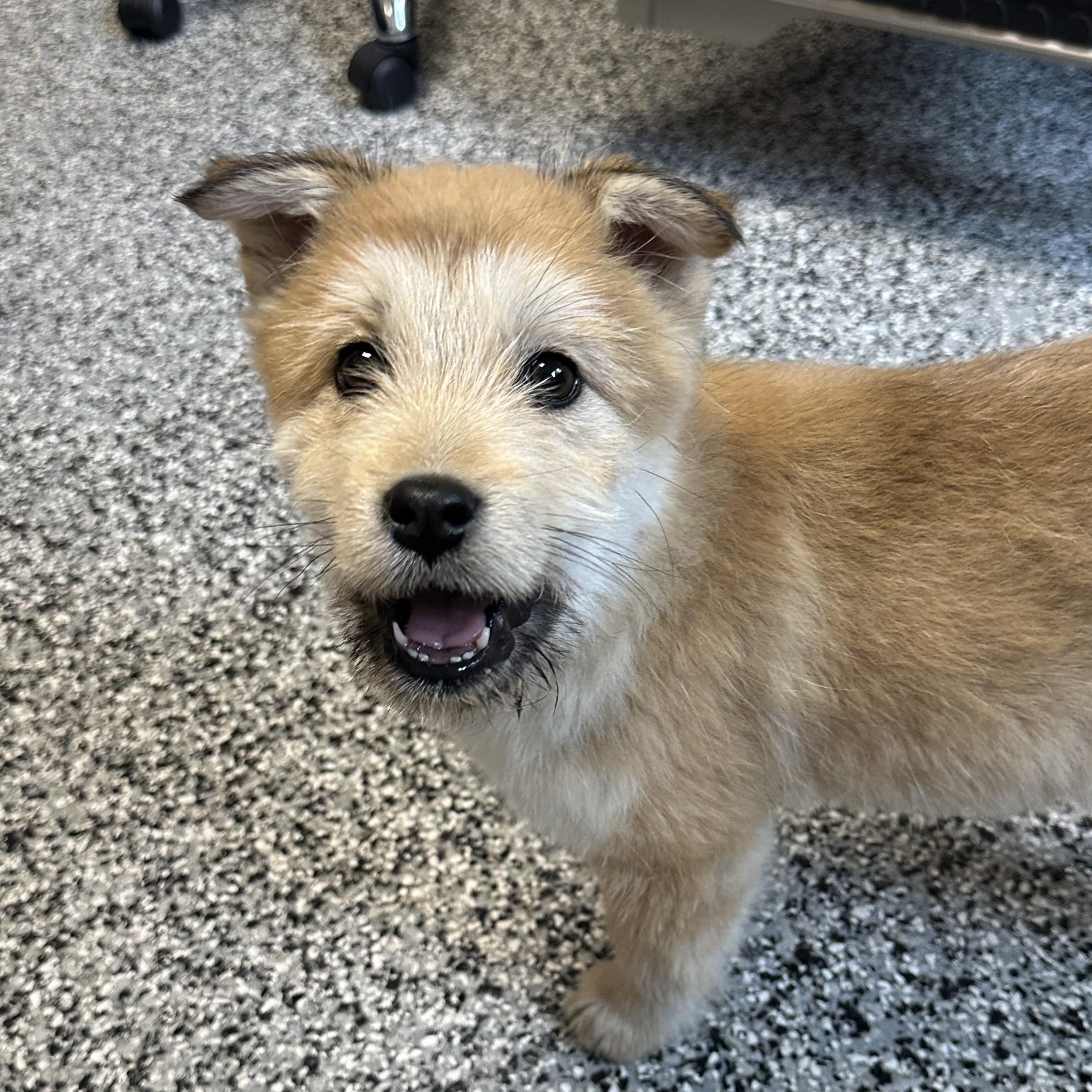 Jo, a ADOPTABLE mixed breed in Sammamish, WA image 5/5