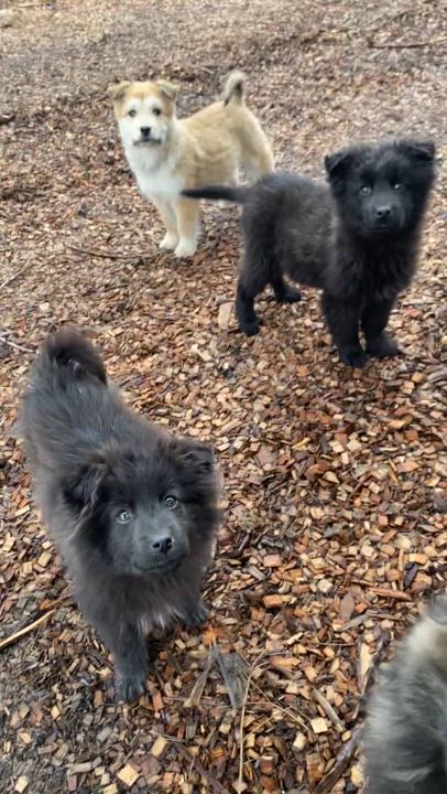 Enlarge Jo, a ADOPTABLE mixed breed in Sammamish, WA video 3/5