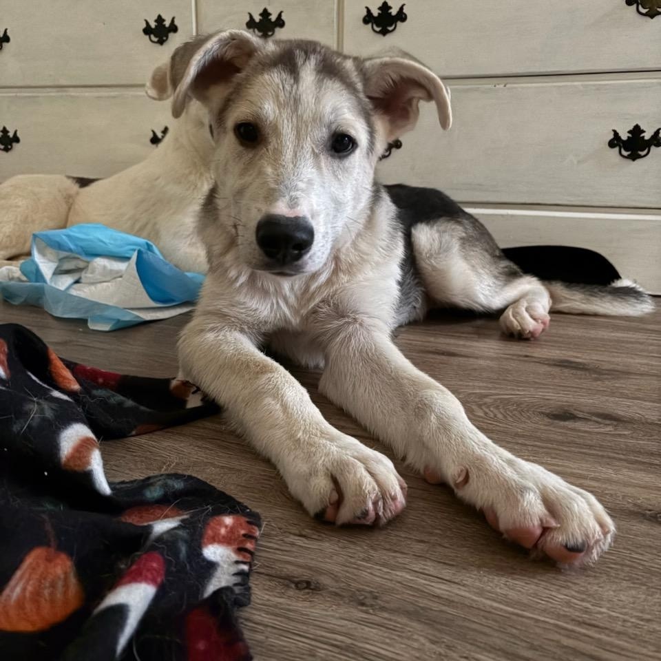 Simba, a ADOPTABLE mixed breed in Jasper, GA image 4/4