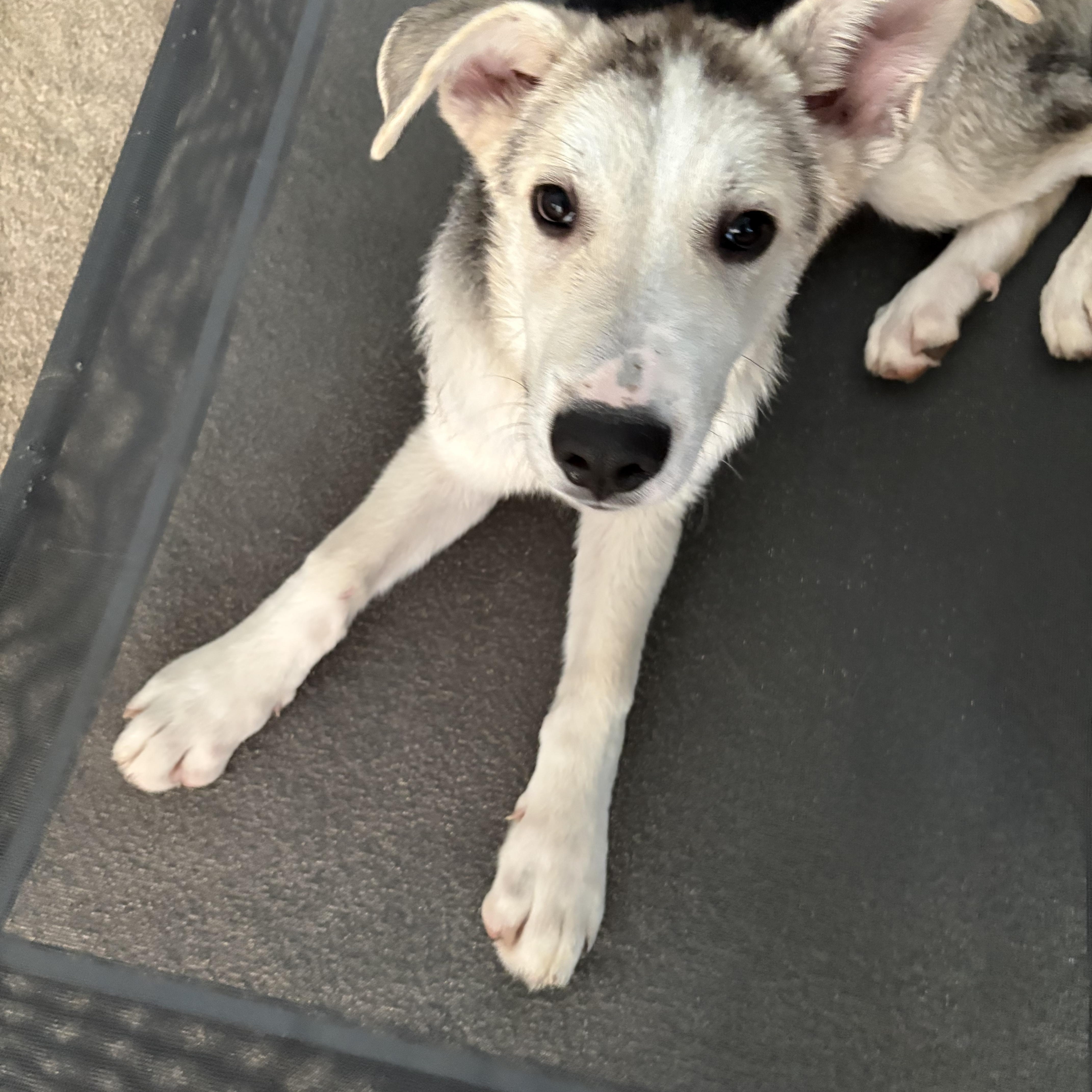 Simba, a ADOPTABLE mixed breed in Jasper, GA image 3/4