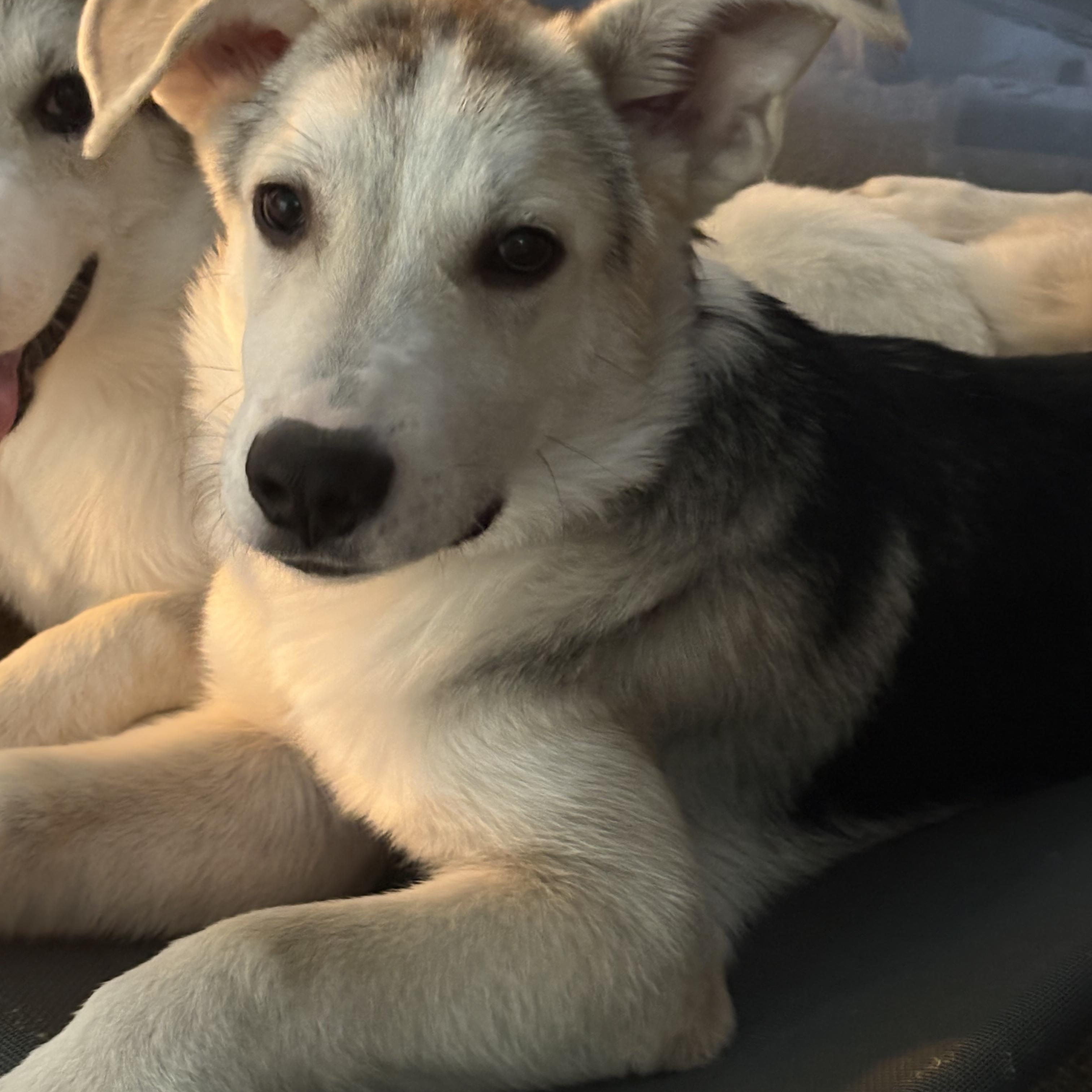 Simba, ADOPTABLE, Puppy Male Siberian Husky & Great Pyrenees.