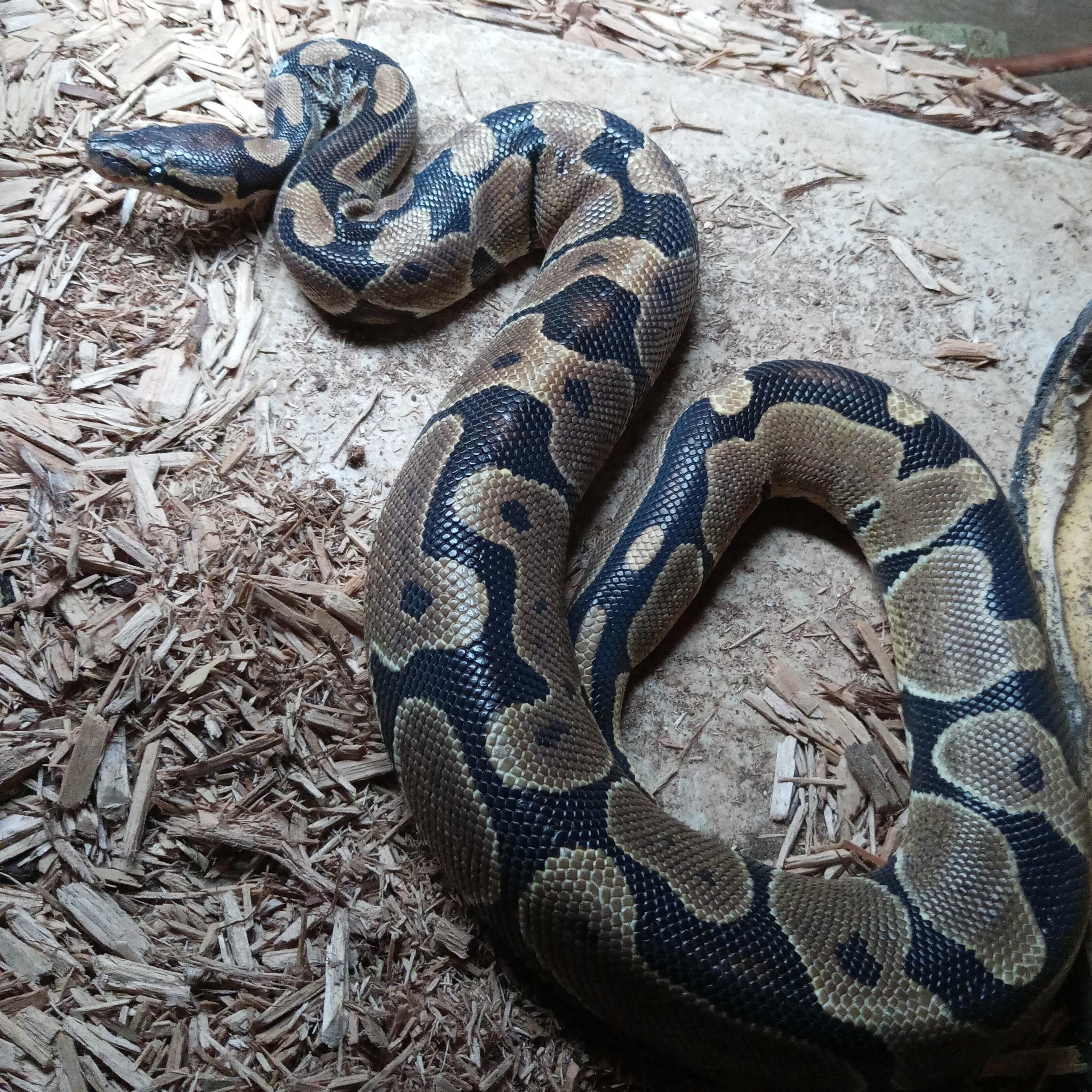 Beautiful, a Adoptable Ball Python in Modesto, CA image 1/2