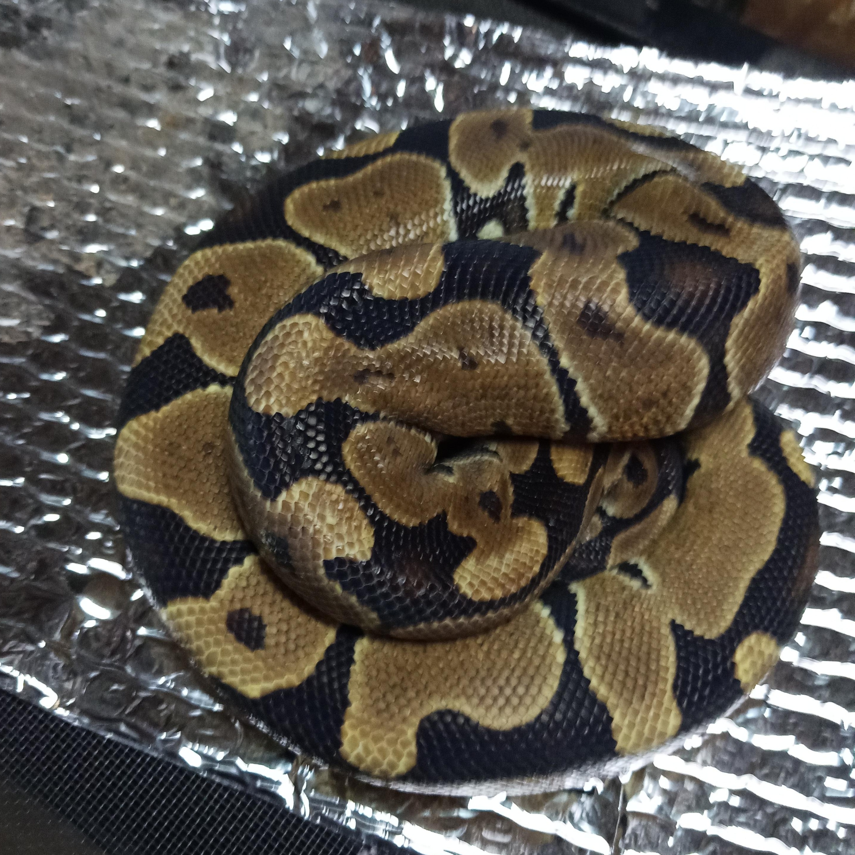 Beautiful, a Adoptable Ball Python in Modesto, CA image 2/2