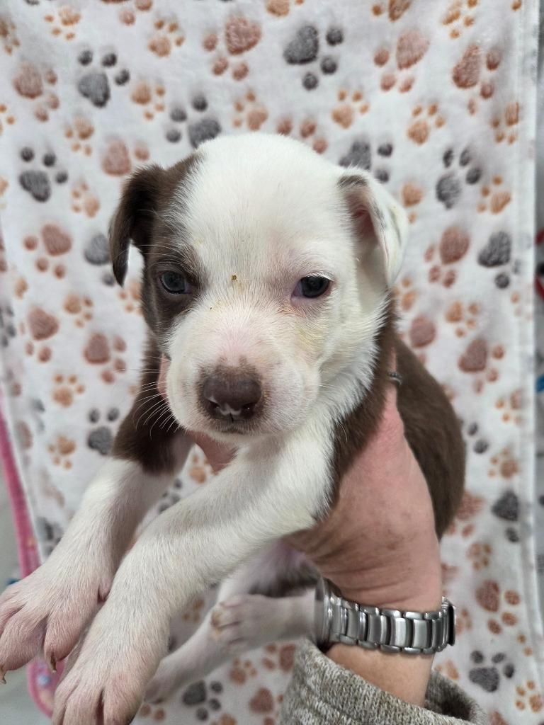 Scout, a Adoptable mixed breed in Brookings, OR image 1/2