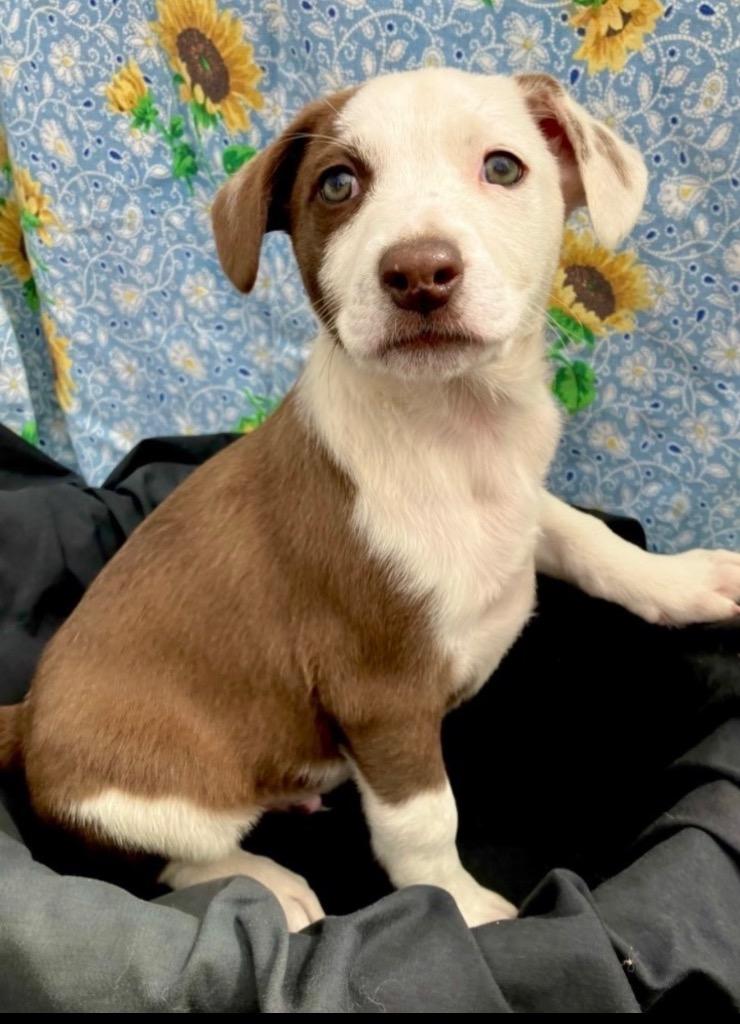 Scout, a Adoptable mixed breed in Brookings, OR image 2/2