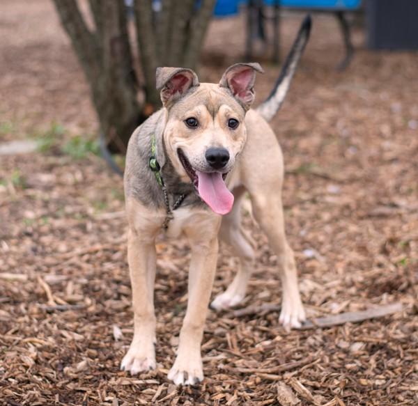 Patch, Adoptable, Young Male Mastiff.