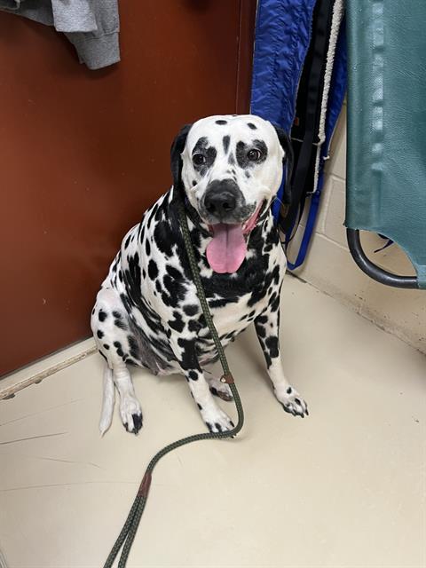Enlarge OREO, a Adoptable Dalmatian in Aliquippa, PA image 1/1