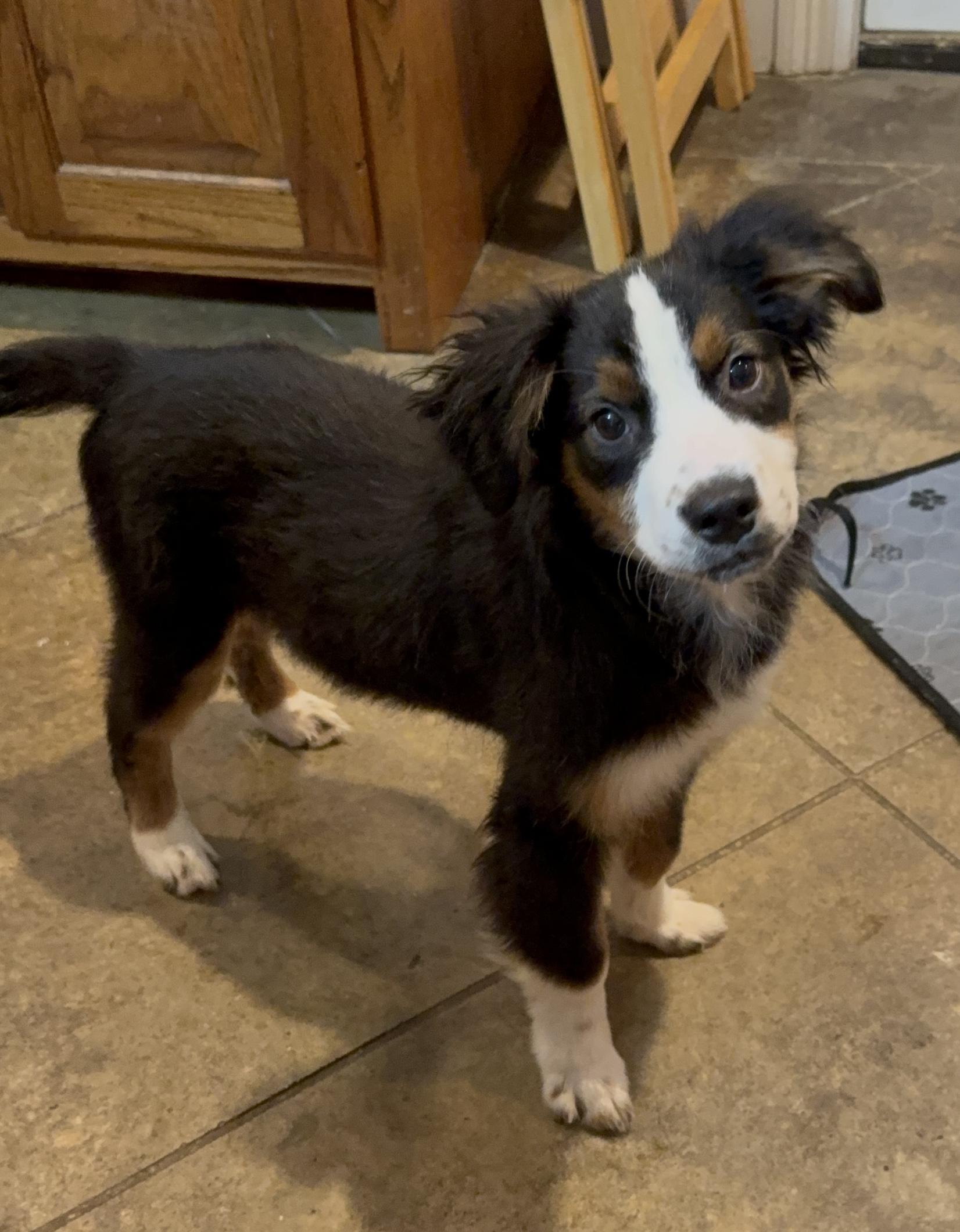 Samson, Adoptable, Young Male Corgi & Labrador Retriever.